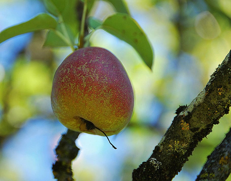 apple, branch, close, tree, fruit, leaves, food, nature, ripe HD wallpaper