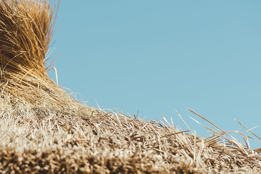rules of third photography of brown hay, photo of brown hay, Straw HD wallpaper