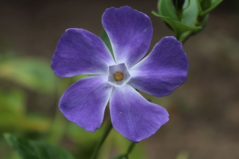 Free download Brocade Bloom Damask Periwinkle Wallpaper Tiles traditional  wallpaper 640x640 for your Desktop Mobile  Tablet  Explore 43 Brocade  Wallpaper Designs  Interior Wallpaper Designs Neutral Wallpaper Designs  Lavender Wallpaper Designs