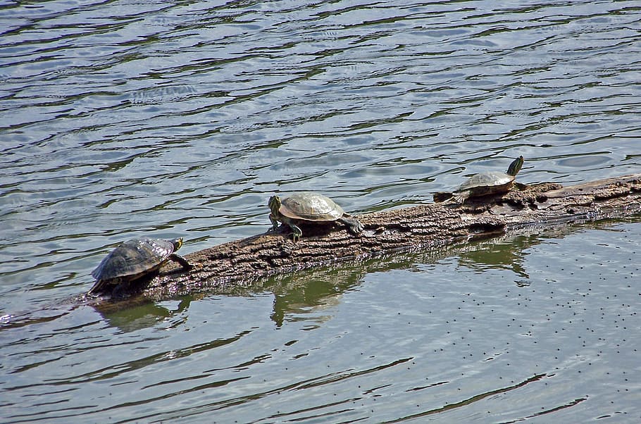 Turtles, Sunning, Basking, Log, Water, wildlife, environment HD wallpaper