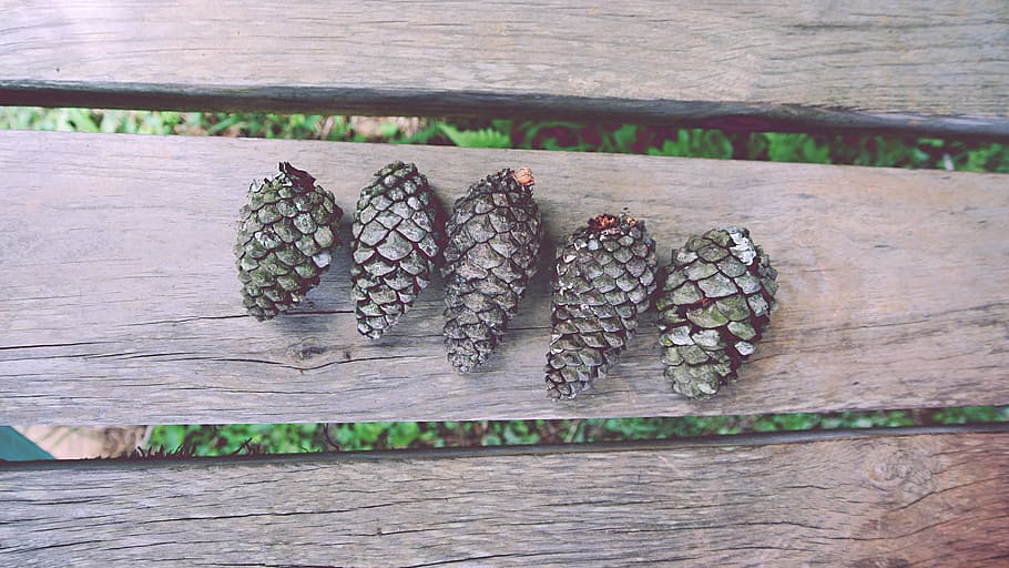 five seeds on top of beige wood, closeup photo of five acorns on brown board HD wallpaper