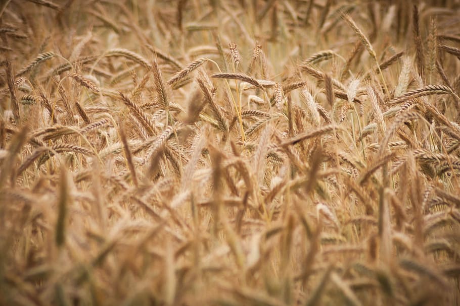 wheat, cereal, spikes, fields, crop, agriculture, cereal plant HD wallpaper