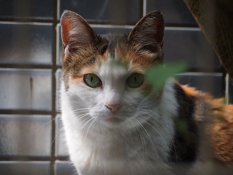 cat, animal, cute, front, domestic cat, animal themes, feline HD wallpaper