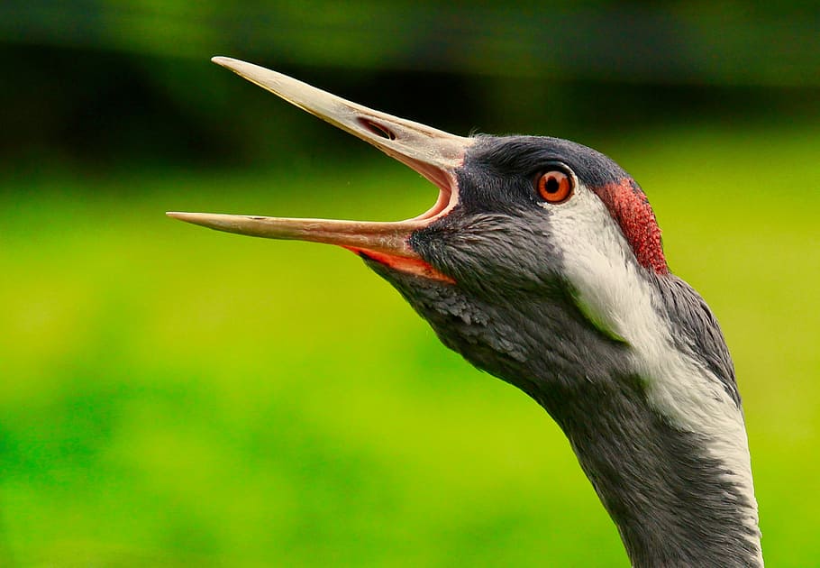 Crane in full cry, close-up photography of black bird head, beak HD wallpaper