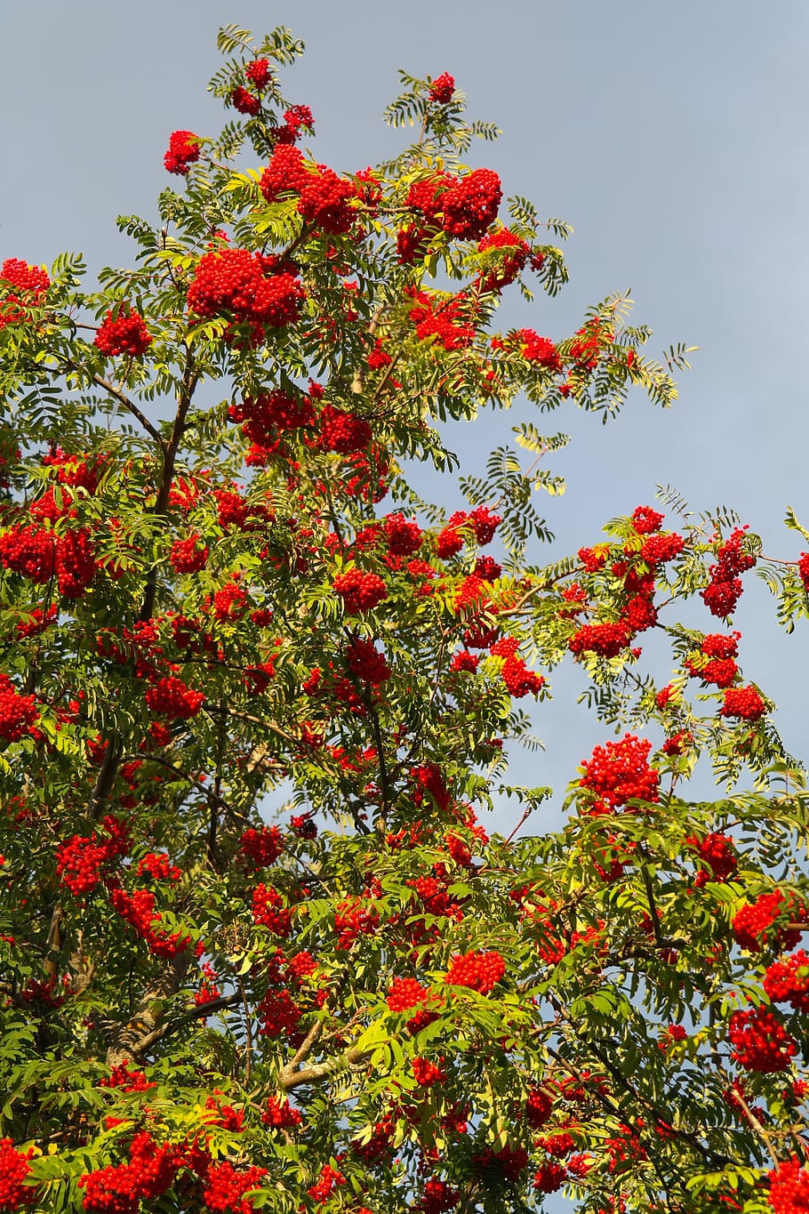 mountain ash, berries, red, rowan, sorbus aucuparia, pyrus aucuparia HD wallpaper