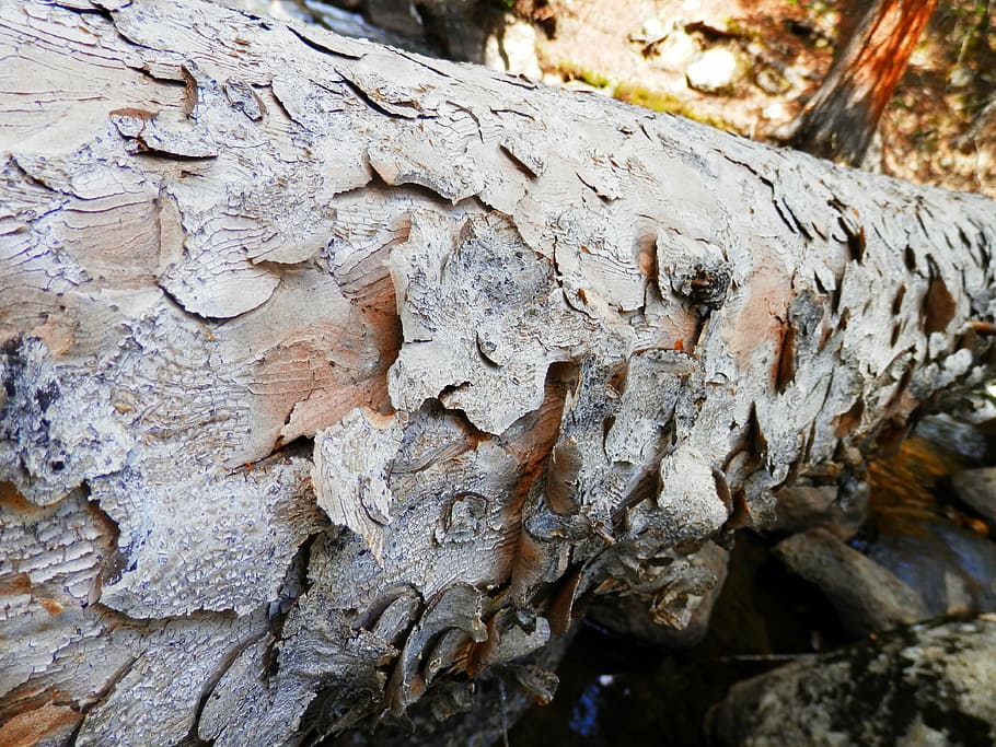 tree, fallen, old, nature, pattern, texture, rustic, textured HD wallpaper