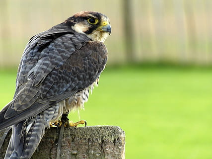Lanner, Falcon, Bird, Beak, Predator, nature, raptor, prey HD wallpaper