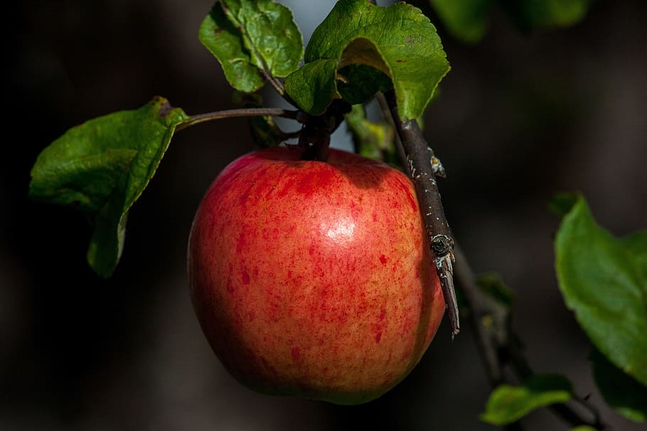 apple, red, autumn, fall, food, healthy, red apple, fruit, color HD wallpaper