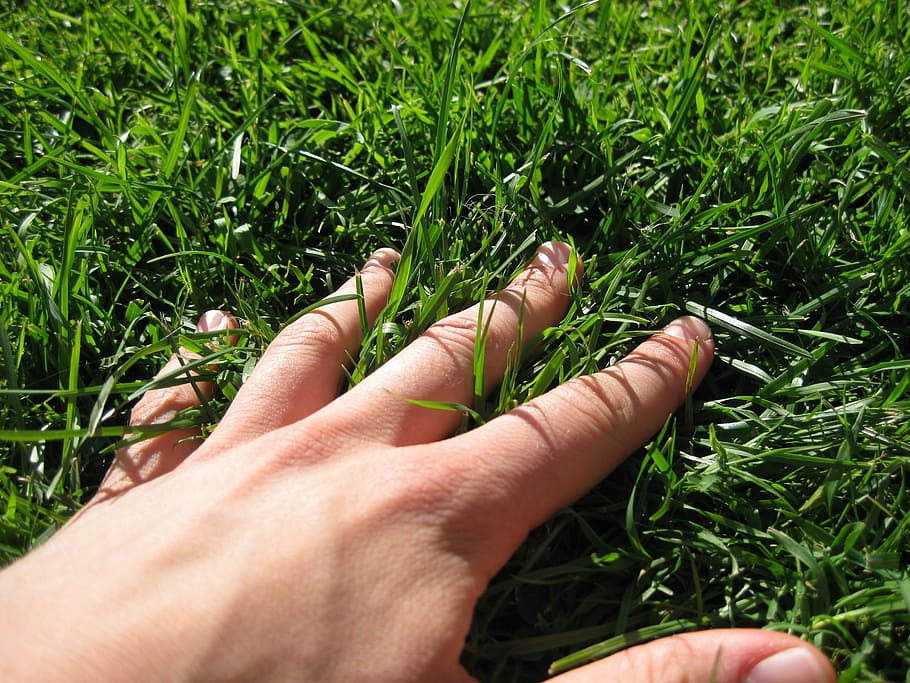 hand, grass, finger, meadow, green, human body part, plant HD wallpaper