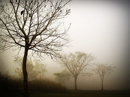 photography of tress during daytime, abstract, black, botanic HD wallpaper
