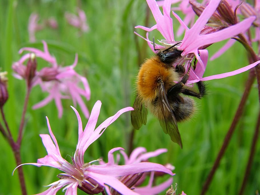 Bumblebee, Flowers, Nature, Insect, summer, pollen, natural HD wallpaper
