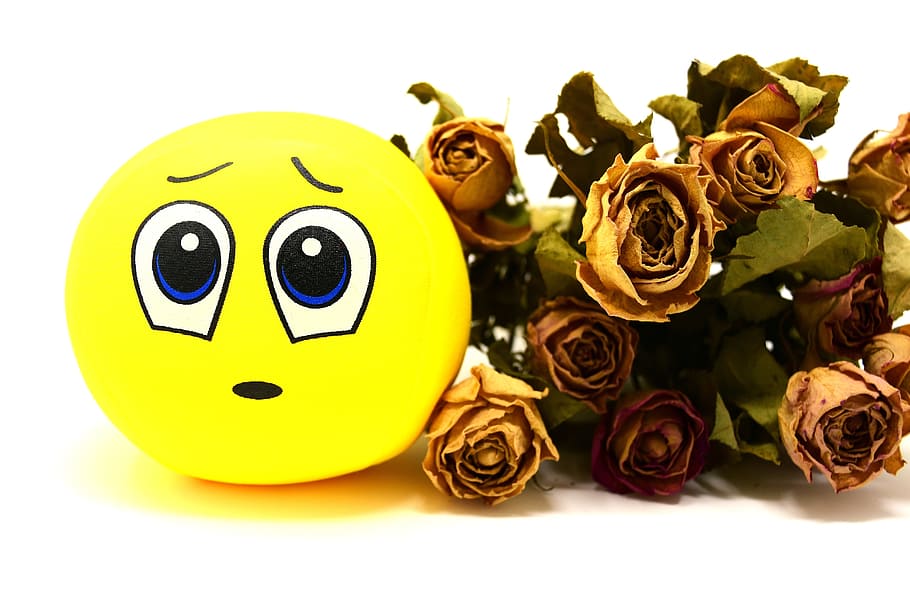smiley, sad, roses, dried, emoticon, funny, emotion, face, mood HD wallpaper