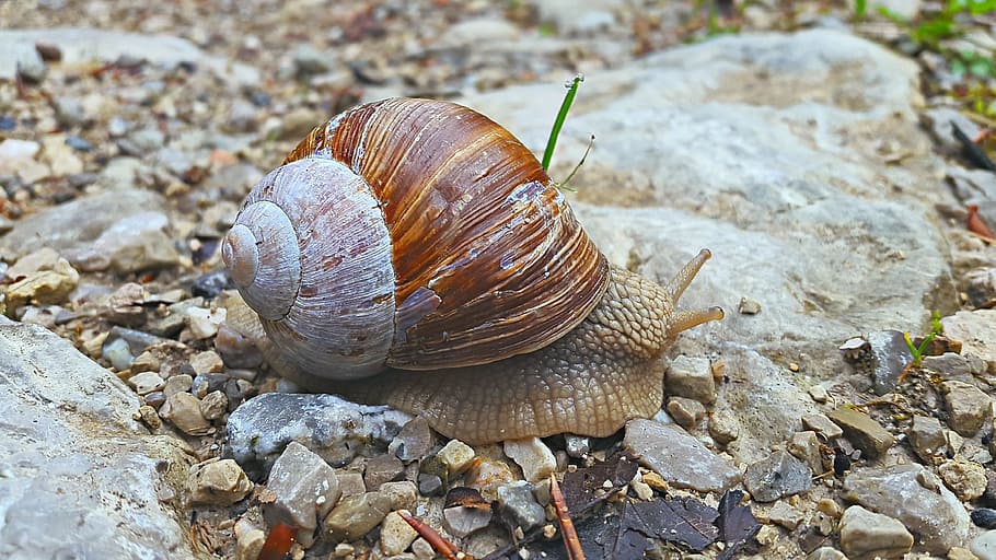 Snail, Ground, Forest, Shell, Nature, animal, slowly, macro HD wallpaper