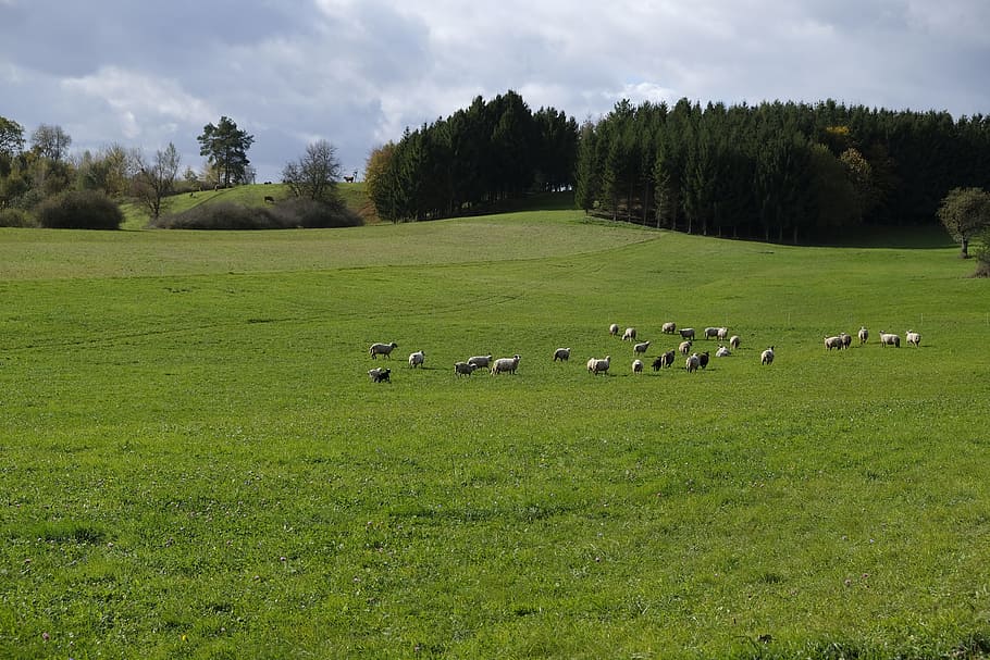 animals, sheep, flock, landscape, green, nature, meadow, pasture HD wallpaper