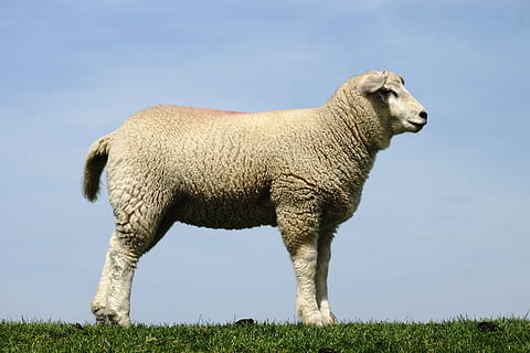 white lamb standing on grass during daytime, sheep, sky, lambs HD wallpaper