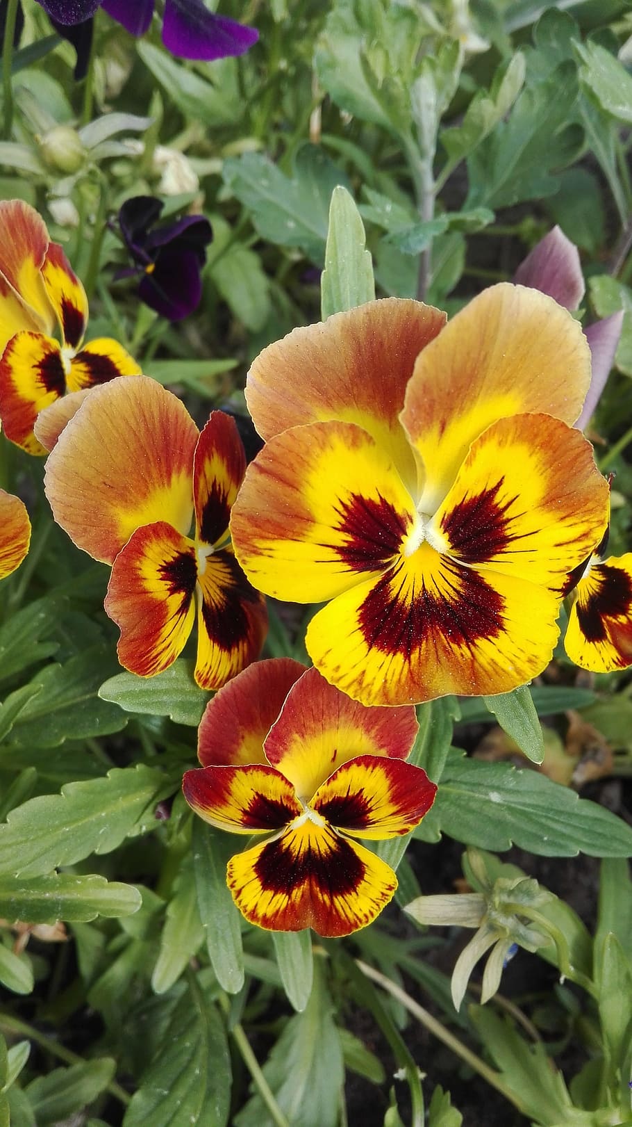 Spring, Flowers, may, petal, nature, fragility, plant, flower head HD wallpaper