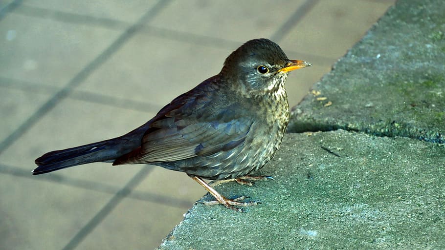spring, bird, thrush, one animal, vertebrate, animal wildlife HD wallpaper