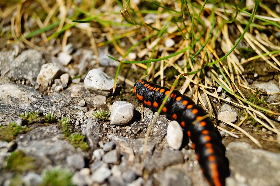 larva, sawflies-larvae, tenthredinidae, leaf wasp, insect, ground, HD wallpaper