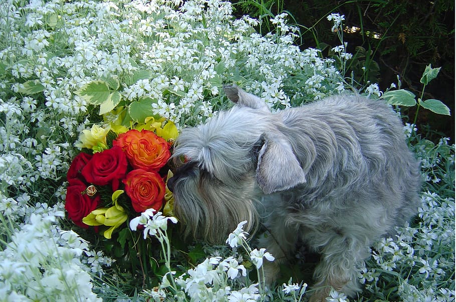 schnauzer smelling the flowers, dog in the garden, dog smelling flowers, HD wallpaper