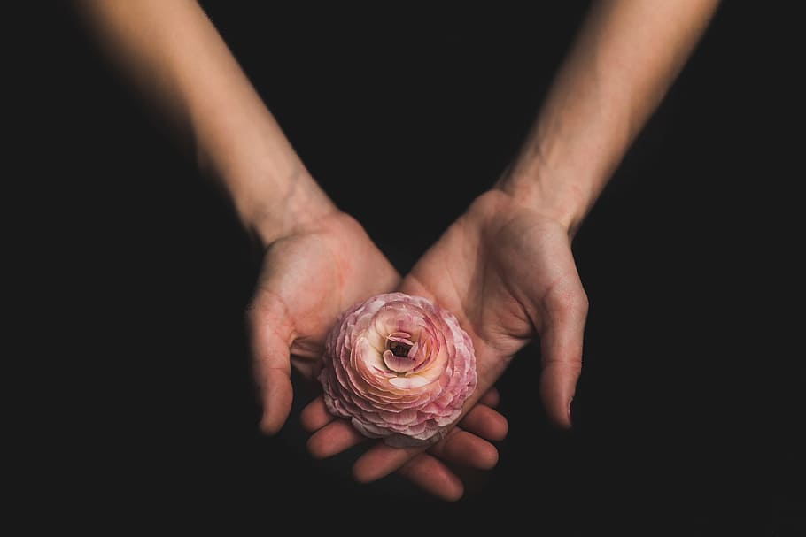 person holding pink flower, person holding pink Ranunculus flower in dark room HD wallpaper
