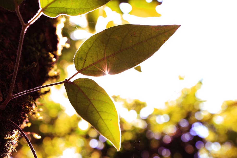 green, leaf, tree, plant, nature, blur, bokeh, sky, sunlight HD wallpaper
