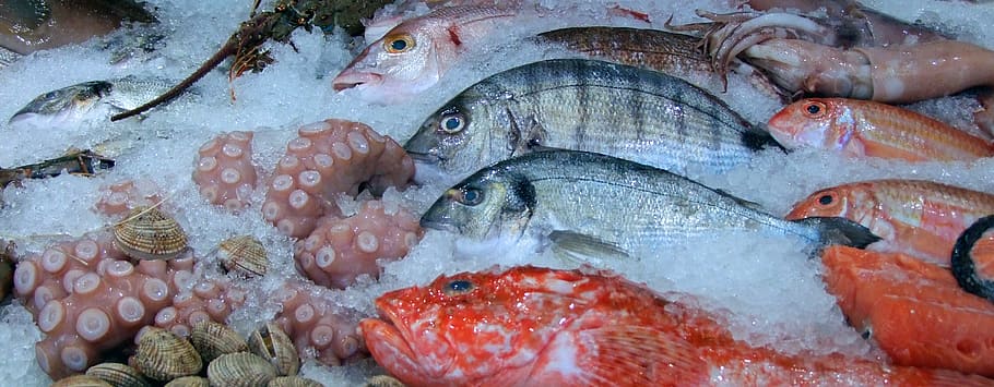 assorted-color fish with ice, squid, octopus, mussels, calamari HD wallpaper
