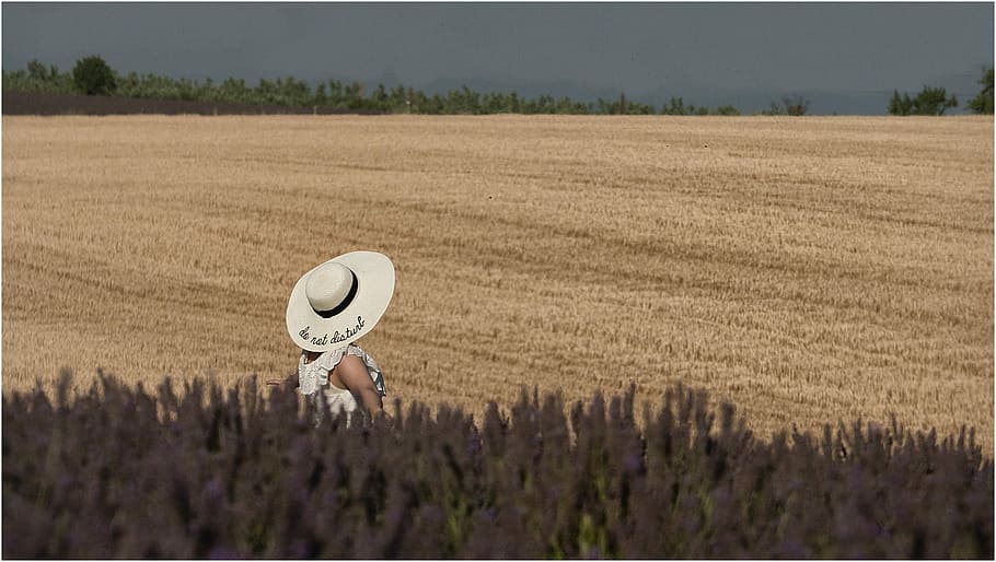 nature, field, agro-industry, rural, campaign lavender hat, HD wallpaper