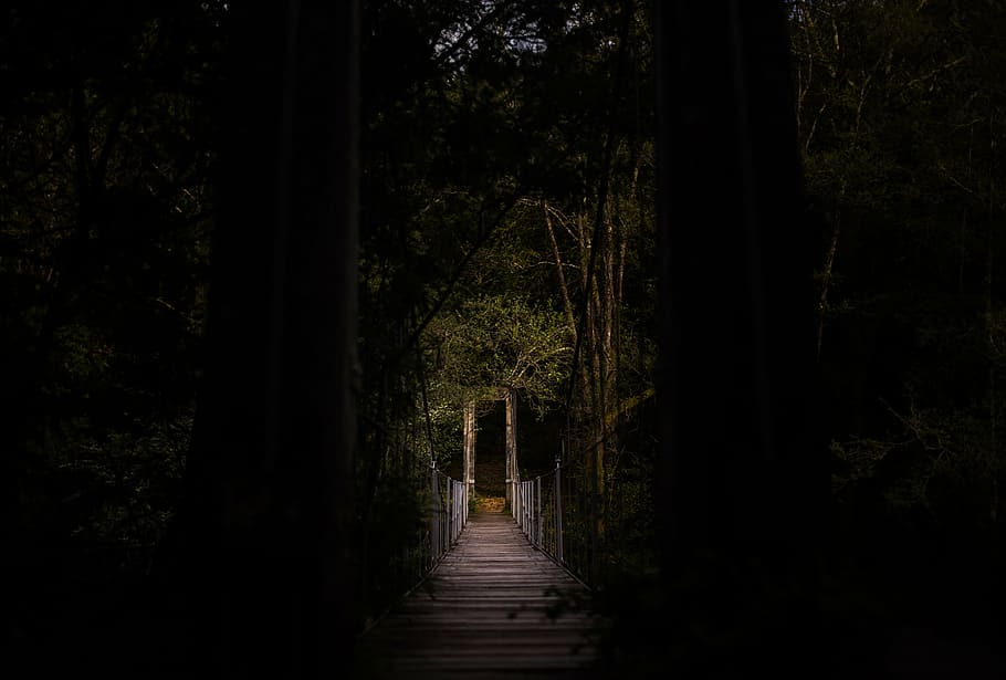 branches, bridge, dark, forest, leaves, nature, path, pathway HD wallpaper