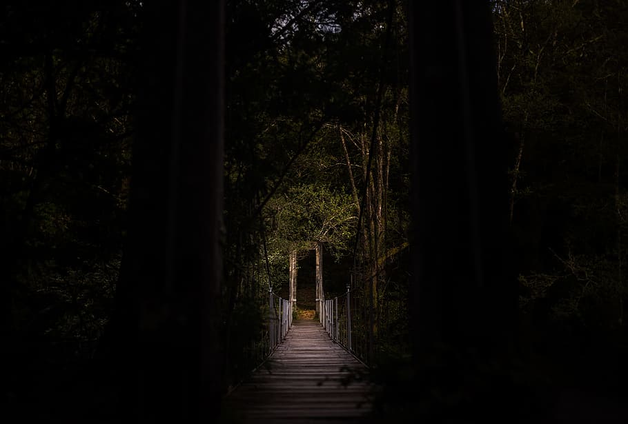 selective focus photography of bridge, silhouette photo of hanging bridge along the forest HD wallpaper