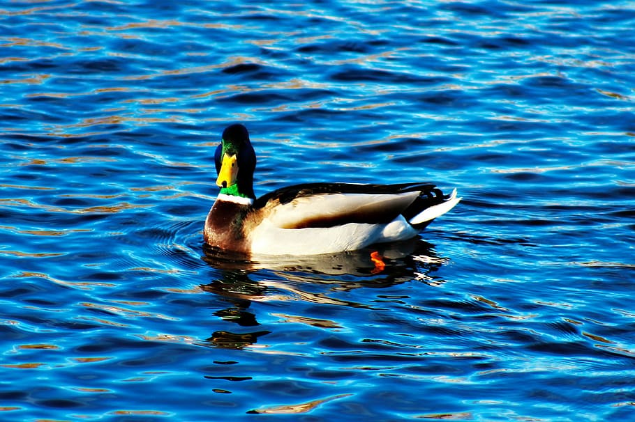 Mallard, Water, Spring, animals in the wild, animal themes HD wallpaper
