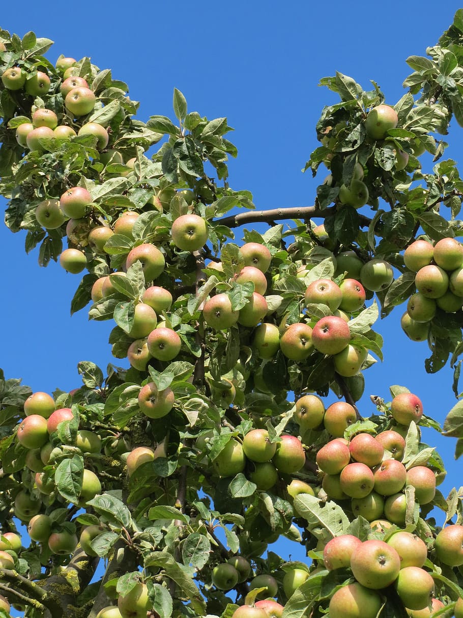 malus domestica, apple tree, fruit, branch, apples, ripe, crop HD wallpaper