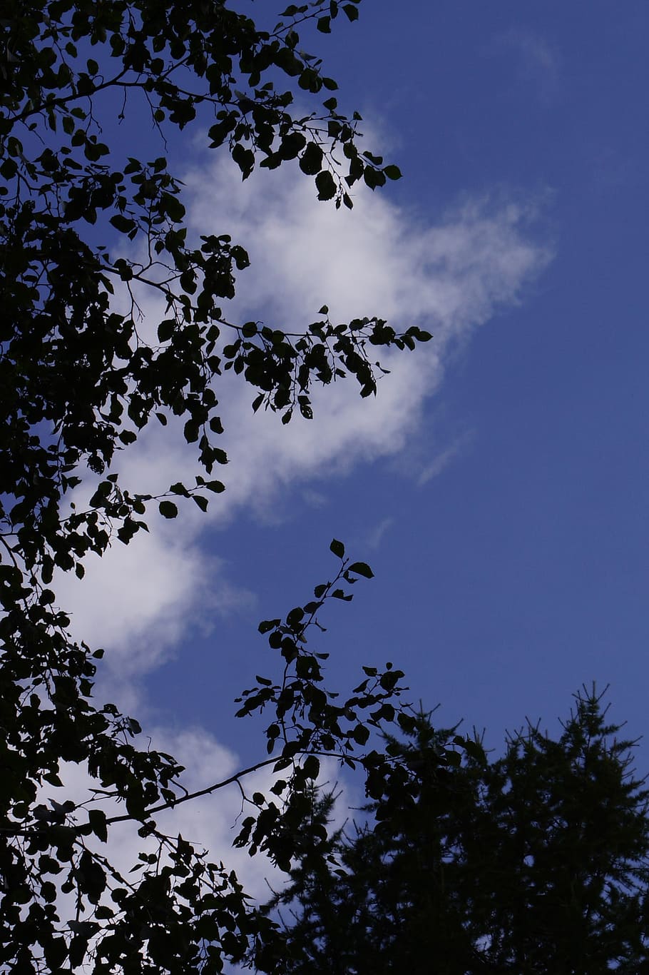 sky, cloud, blue, silhouette, bright, contrast, low angle view HD wallpaper