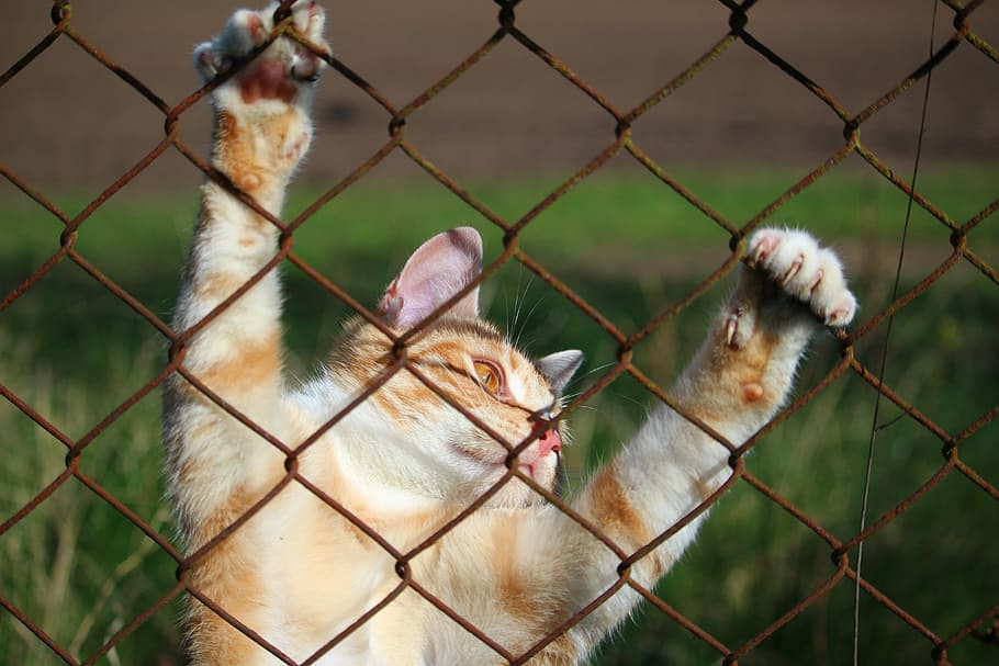 orange cat holding on brown chain-link fence, mieze, kitten HD wallpaper