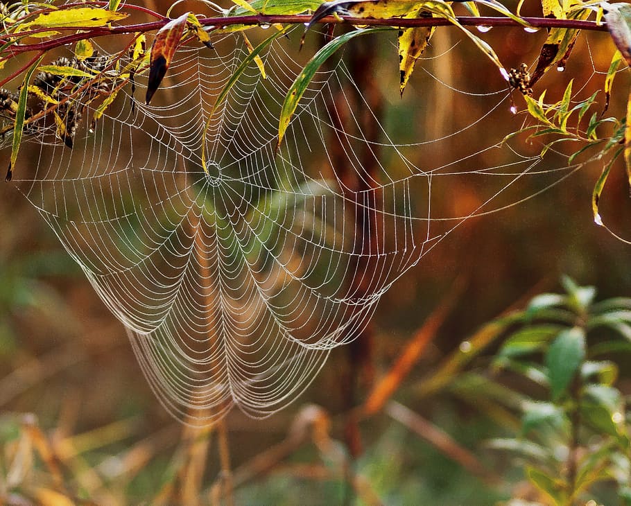 close-up photo of spider web, cobweb, waiting, trap, nature HD wallpaper