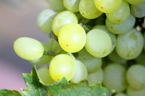green grapes on macro shot, bunch, white, fruit, vine, food HD wallpaper