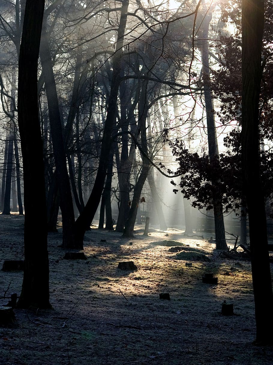 forest, light, mood, light beam, morgenstimmung, tree, plant HD wallpaper