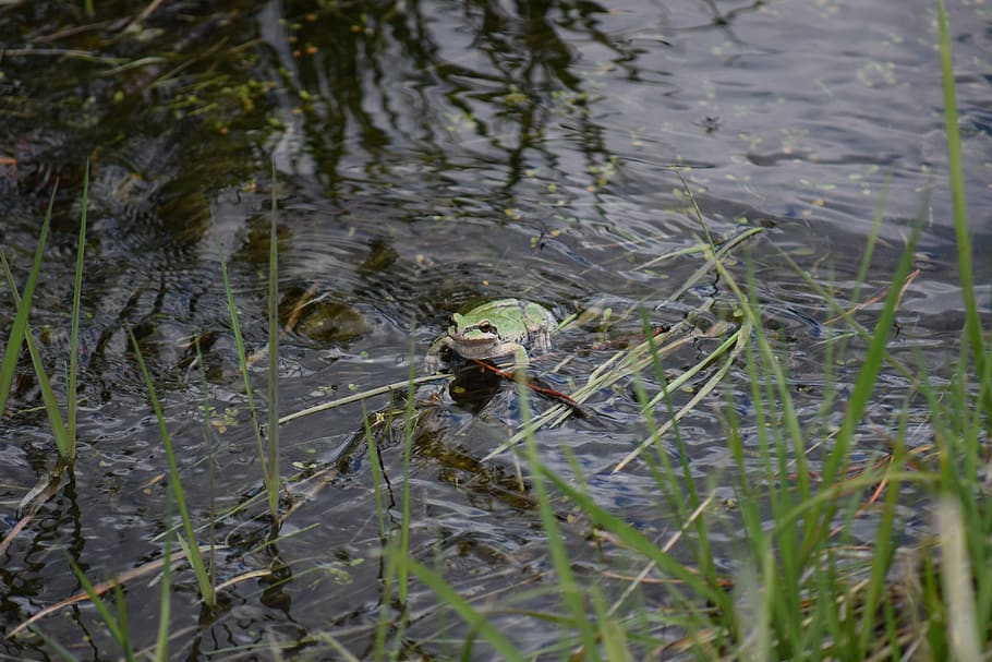 tree frog, water, one animal, animals in the wild, animal themes HD wallpaper