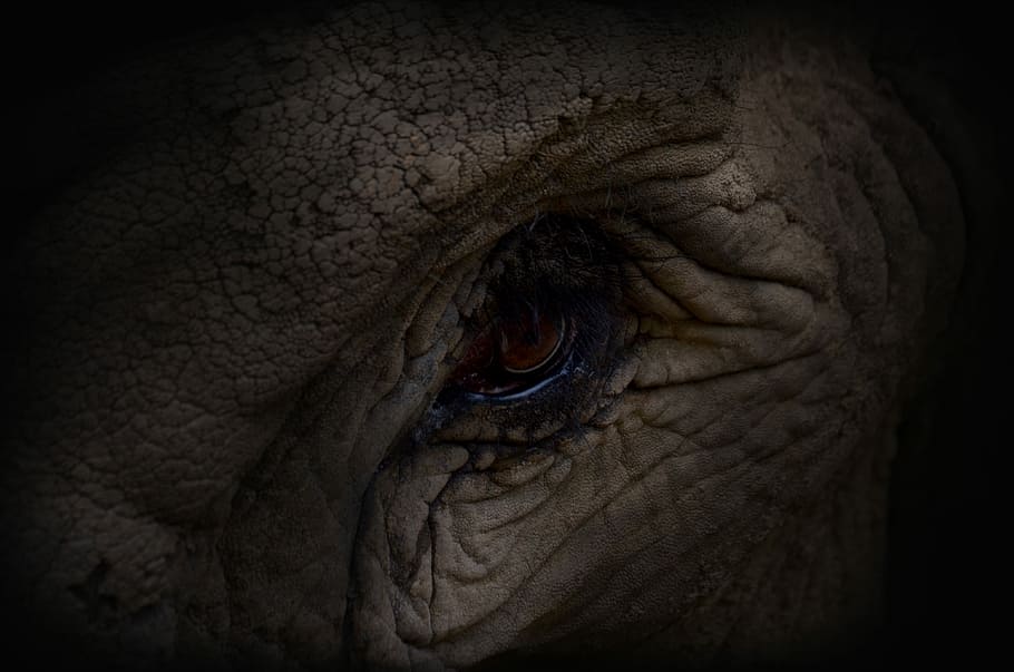 brown animal eye, elephant's eye, macro, wildlife, dark, zoo HD wallpaper