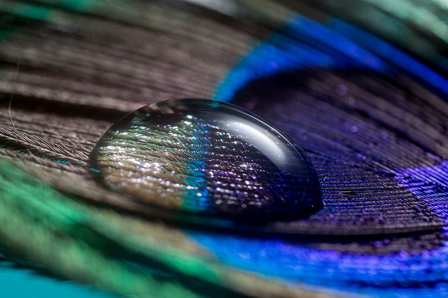 water drop on peacock feather, spring, drip, macro, nahaufmahme HD wallpaper
