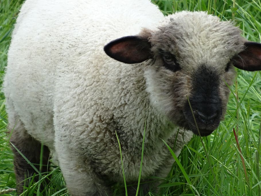 sheep, schäfchen, lamb, sweet, white, easter, lambs, wool