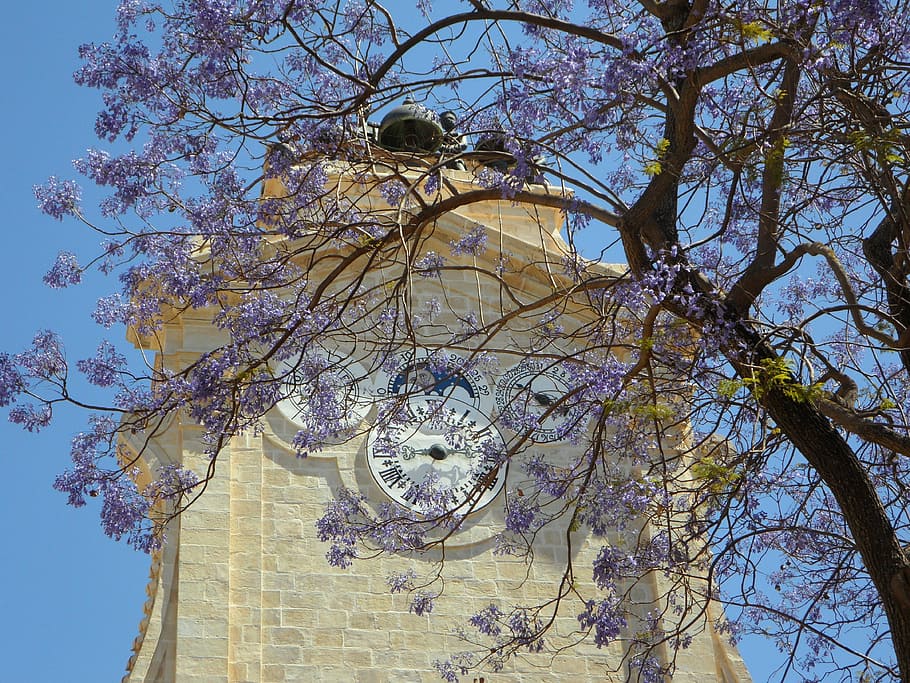 grand master's palace, tower, clock, clock tower, blossom, sky HD wallpaper