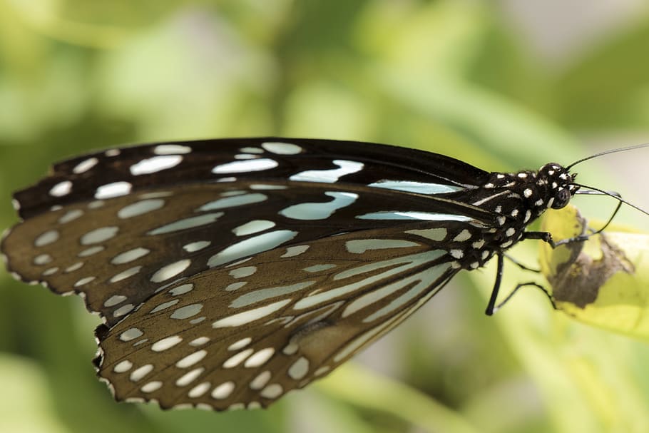 Butterfly, Nature, Insert, Macro, blue, pattern, insect, animal themes HD wallpaper