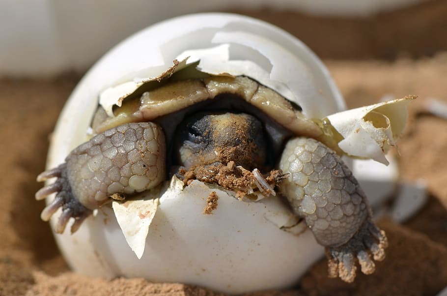 baby turtle inside egg, desert tortoise, hatching, hatchling, HD wallpaper