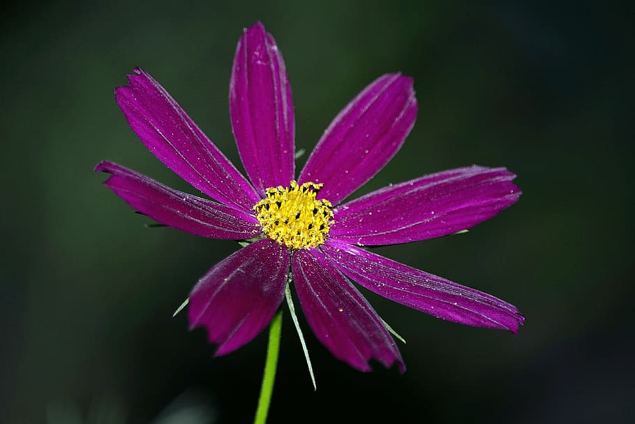 flowers, summer, macro, nature, plant, petal, close-up, flower Head HD wallpaper