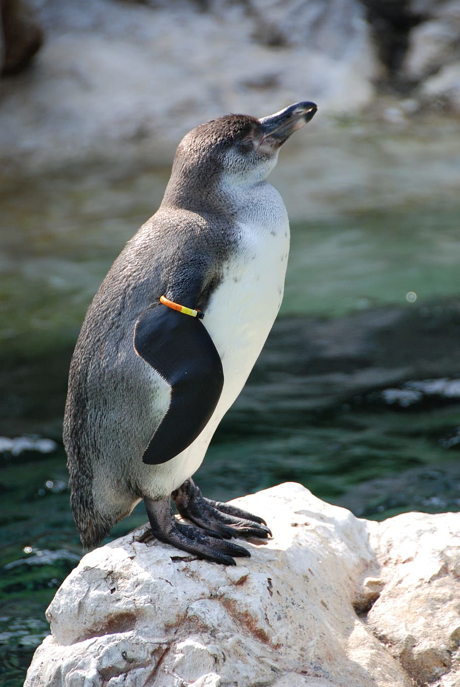 penguin on boulder near body of water, diving bird, zoo, animal themes HD wallpaper