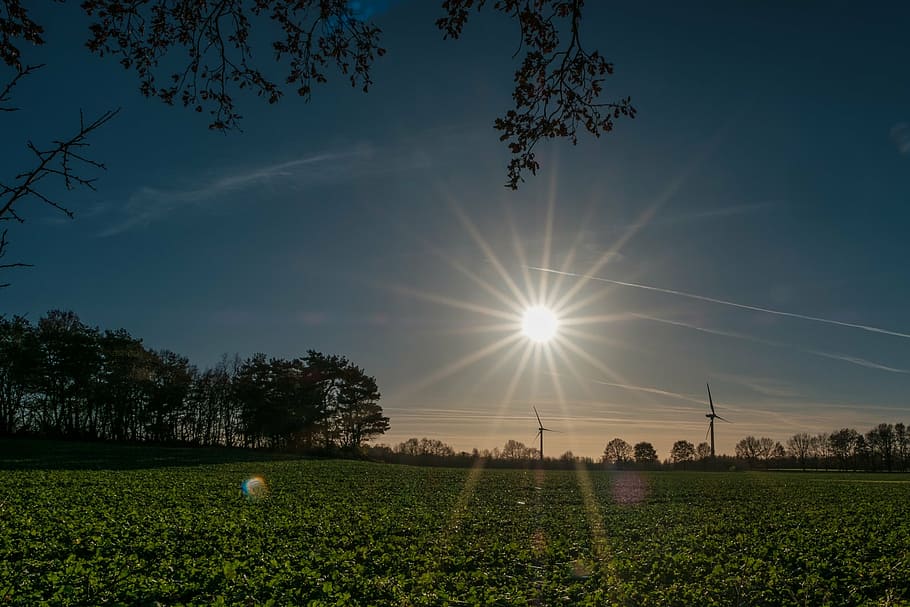 sun, star, sunlight, ray, sky, burst, beam, summer, flare, plant HD wallpaper