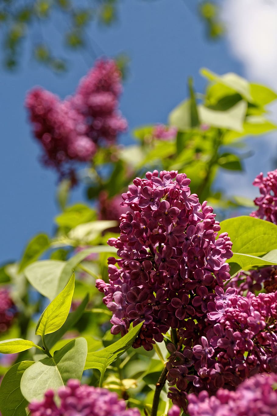 lilac, tree, blossom, bloom, flower, plant, close, purple, flowering plant HD wallpaper