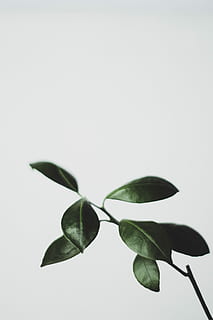 green leaf plant closeup photography, green leaves with white background HD wallpaper