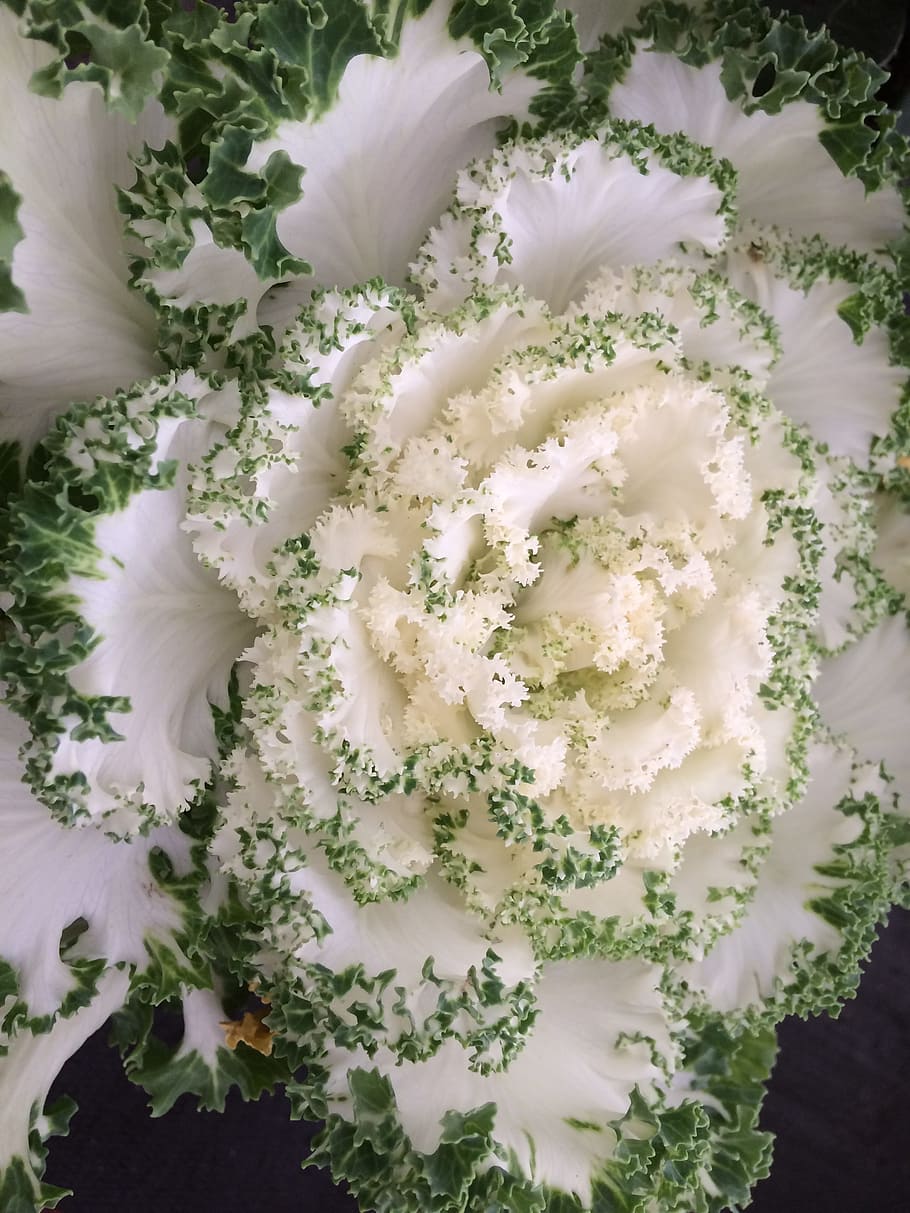 flower, leaf, flora, nature, decoration, floral, beautiful HD wallpaper