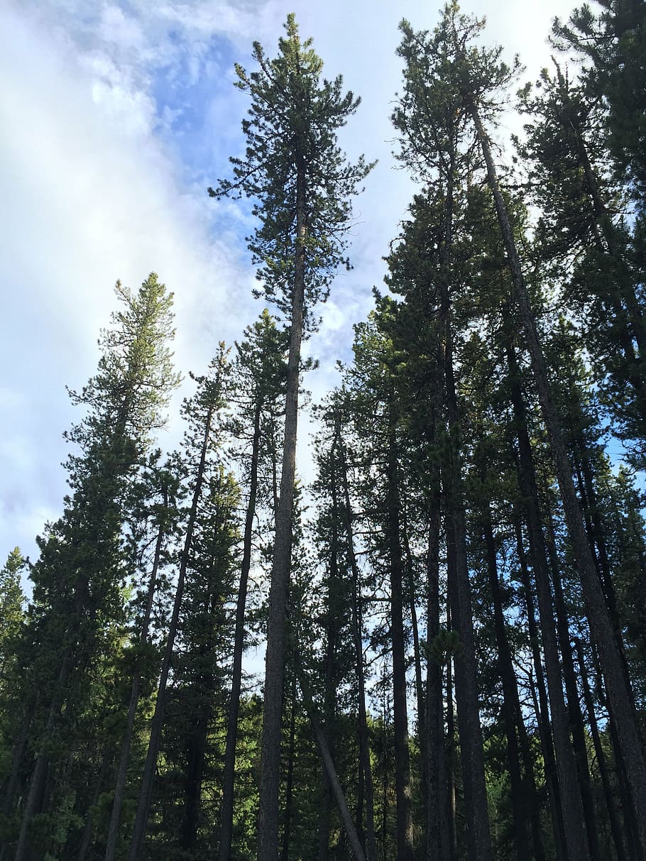 forest, sun, nature, sunlight, scenery, scenic, tree, green HD wallpaper